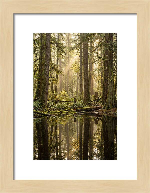 Congaree Old Growth Forest