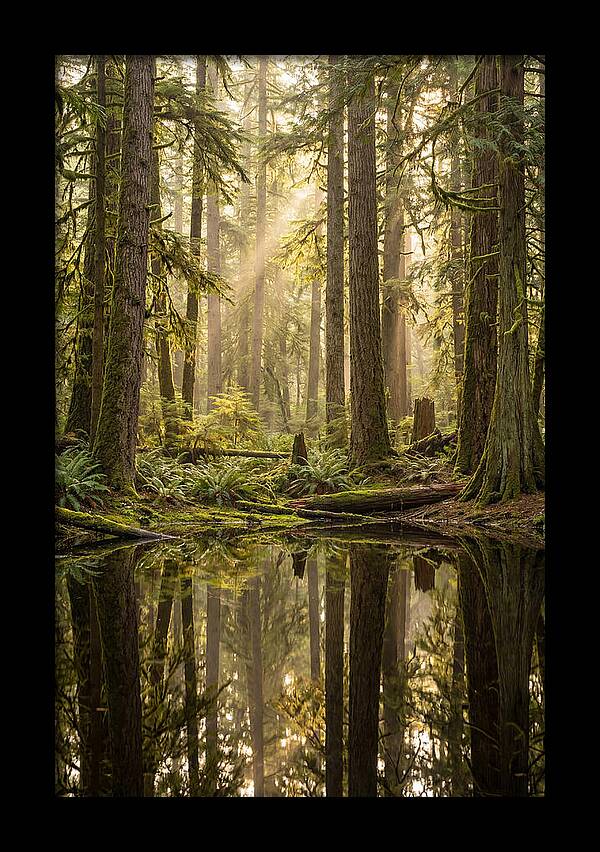 Congaree Old Growth Forest