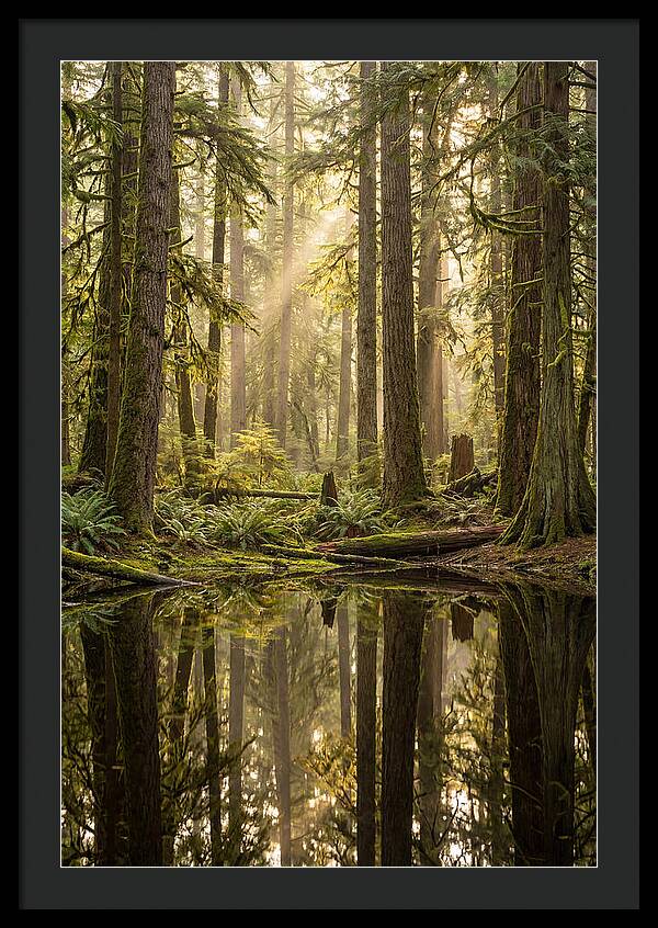 Congaree Old Growth Forest