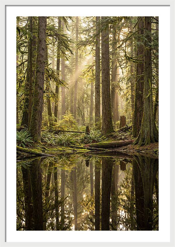Congaree Old Growth Forest
