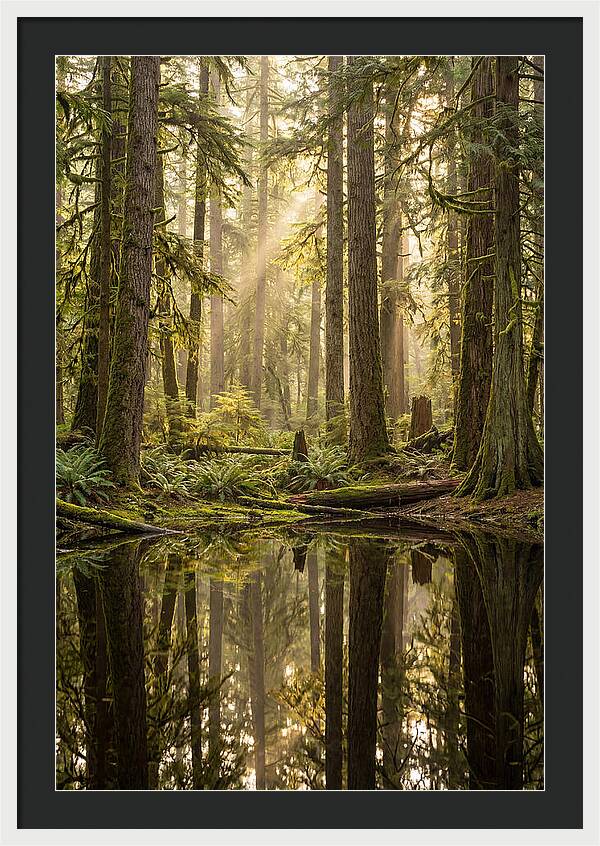 Congaree Old Growth Forest