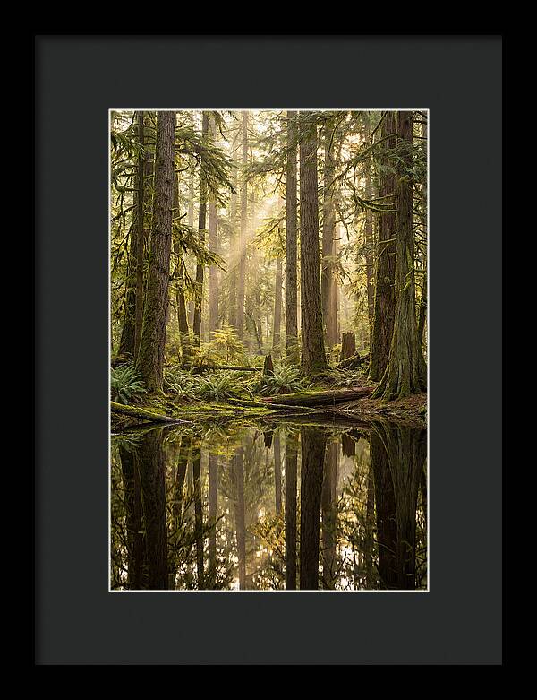 Congaree Old Growth Forest