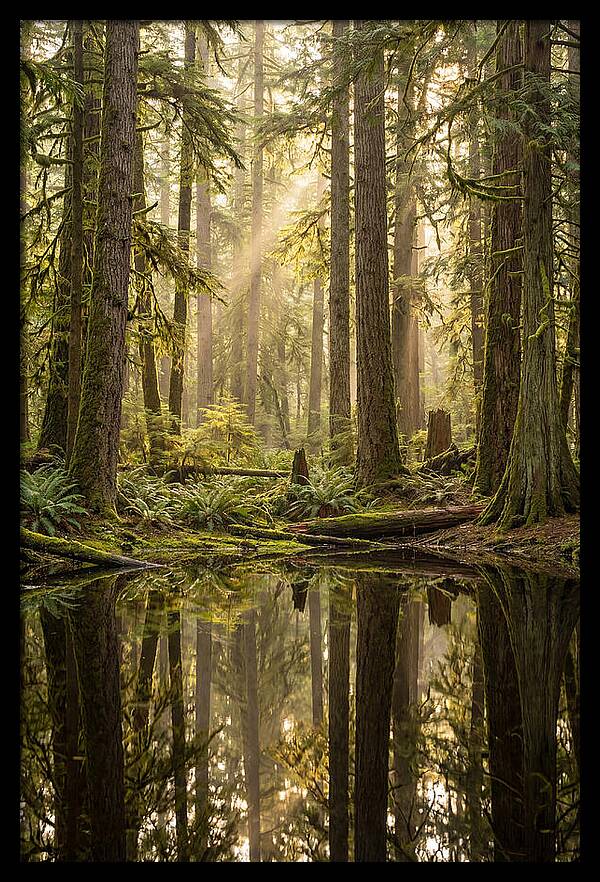 Congaree Old Growth Forest