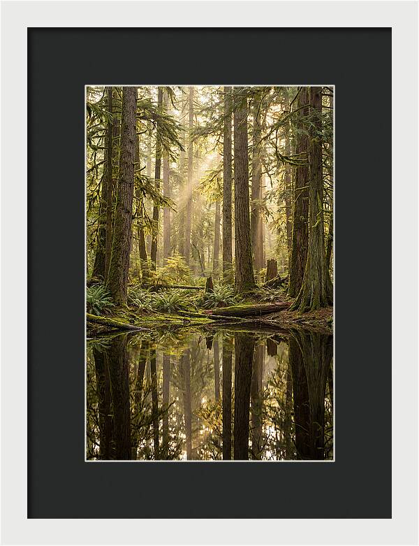 Congaree Old Growth Forest