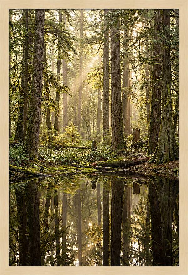 Congaree Old Growth Forest