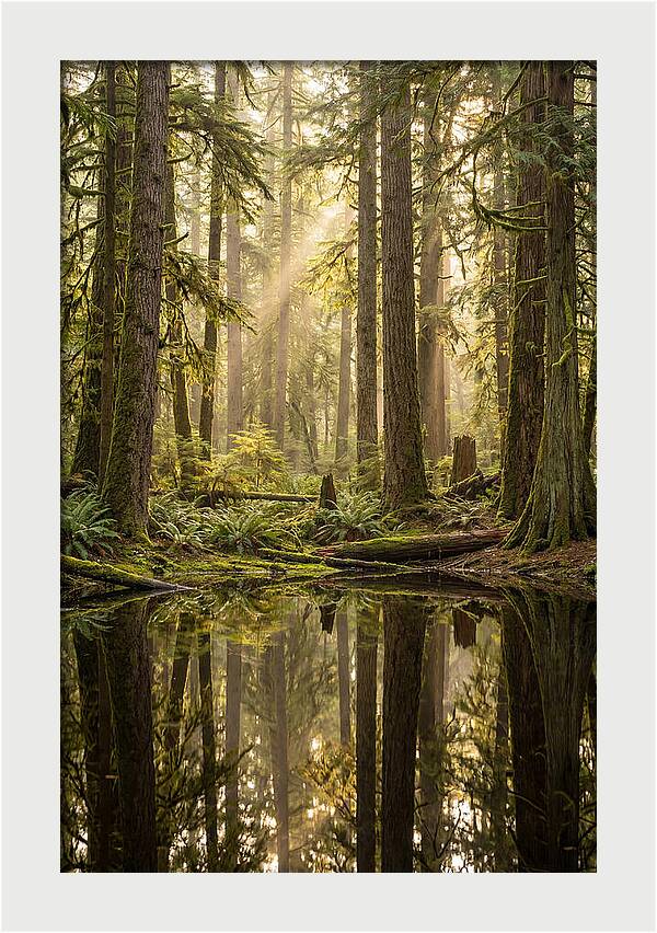 Congaree Old Growth Forest