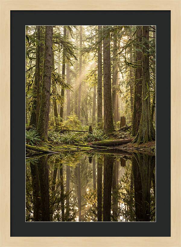 Congaree Old Growth Forest