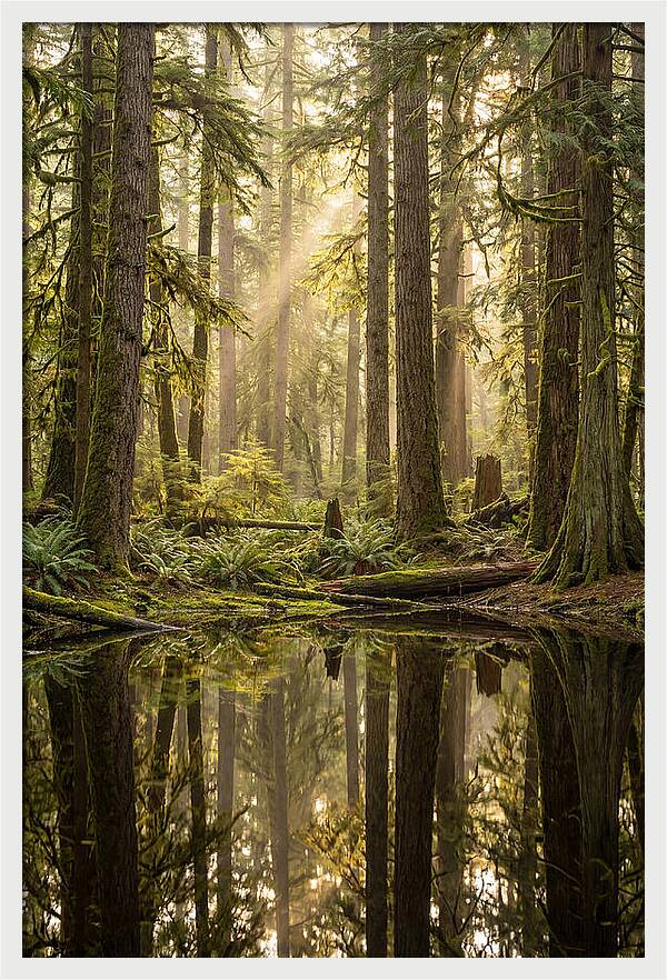Congaree Old Growth Forest
