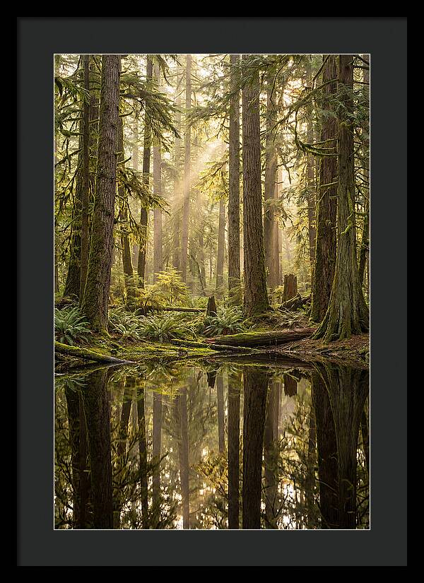Congaree Old Growth Forest