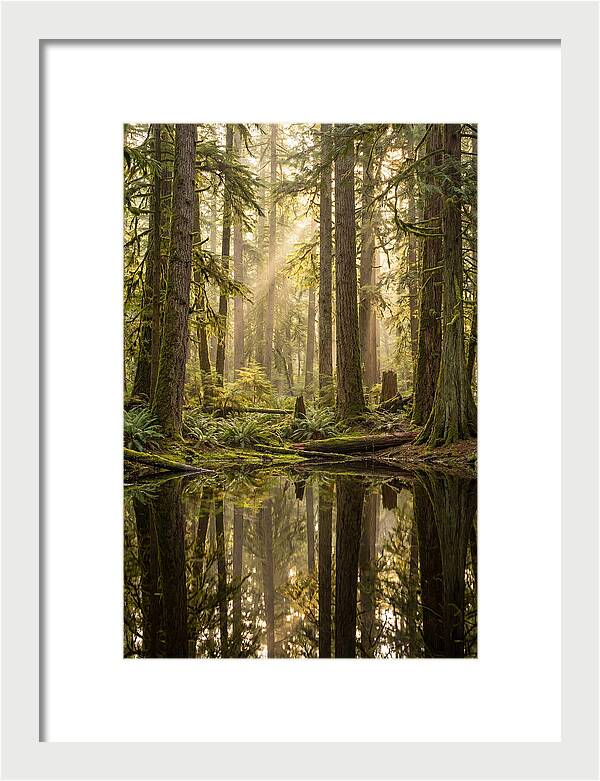 Congaree Old Growth Forest