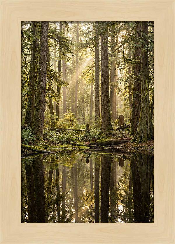 Congaree Old Growth Forest