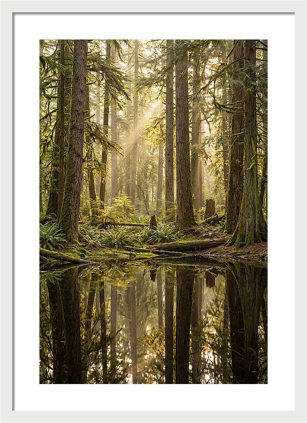 Congaree Old Growth Forest