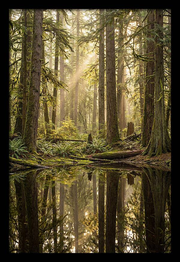 Congaree Old Growth Forest