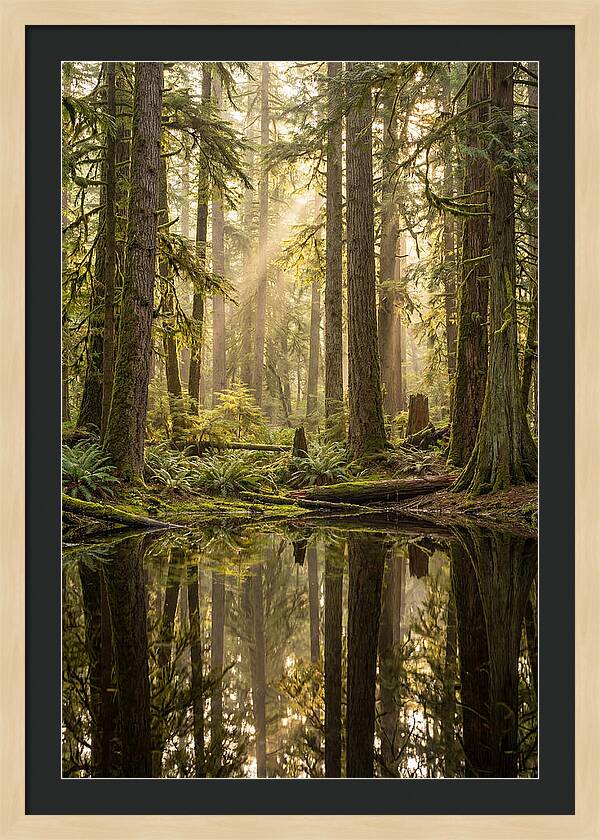 Congaree Old Growth Forest