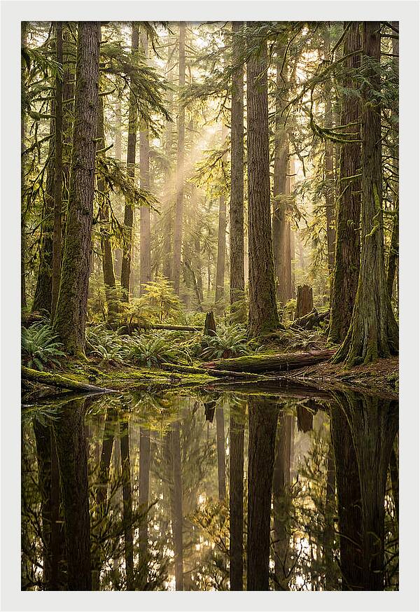 Congaree Old Growth Forest