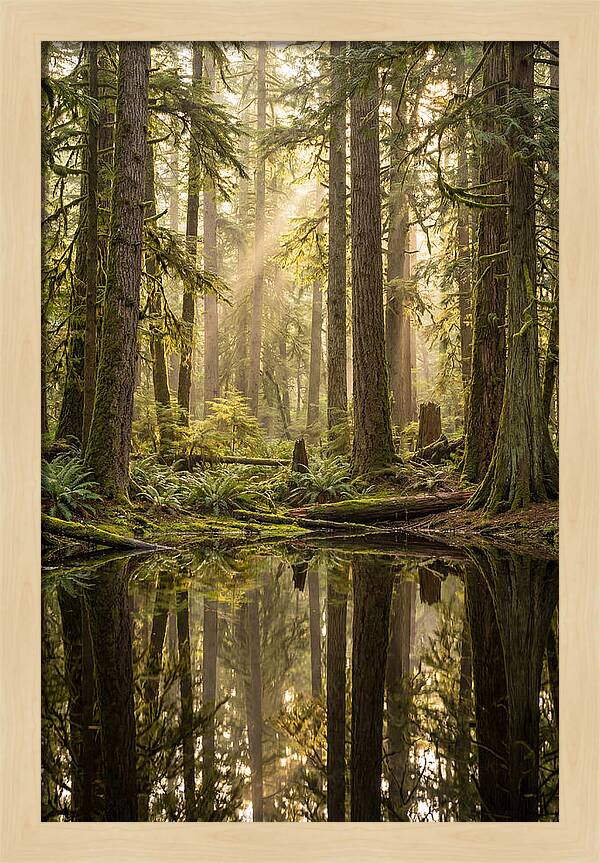 Congaree Old Growth Forest
