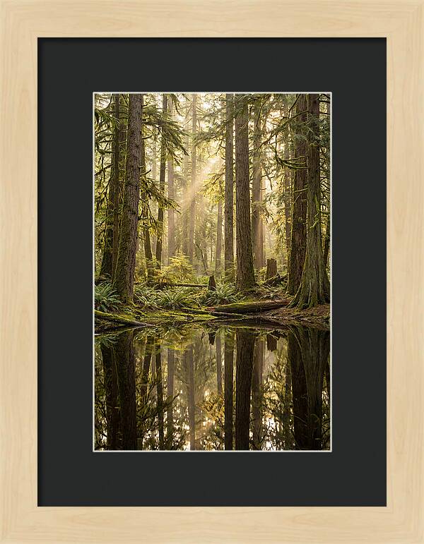 Congaree Old Growth Forest