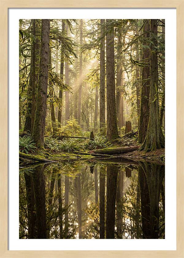 Congaree Old Growth Forest