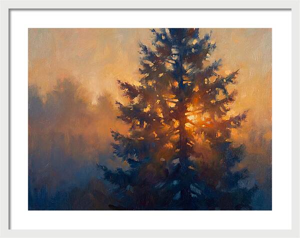 Conifer Tree At Dusk