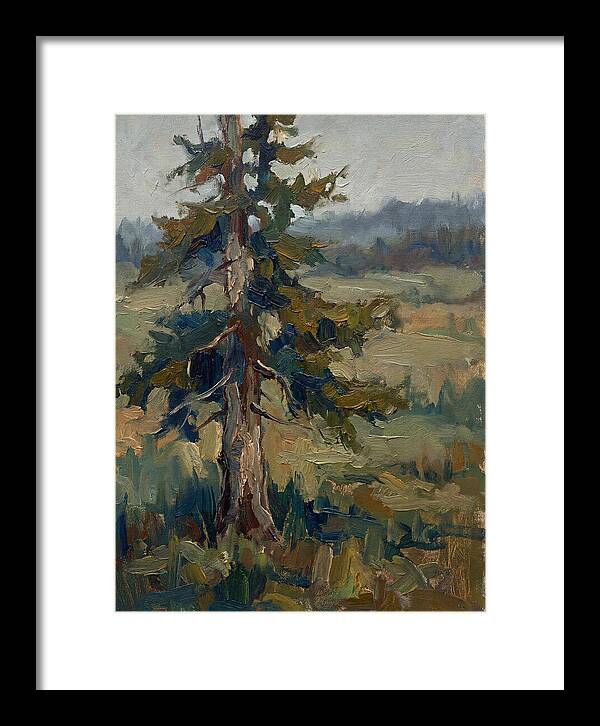 Conifer Tree In Natural Light