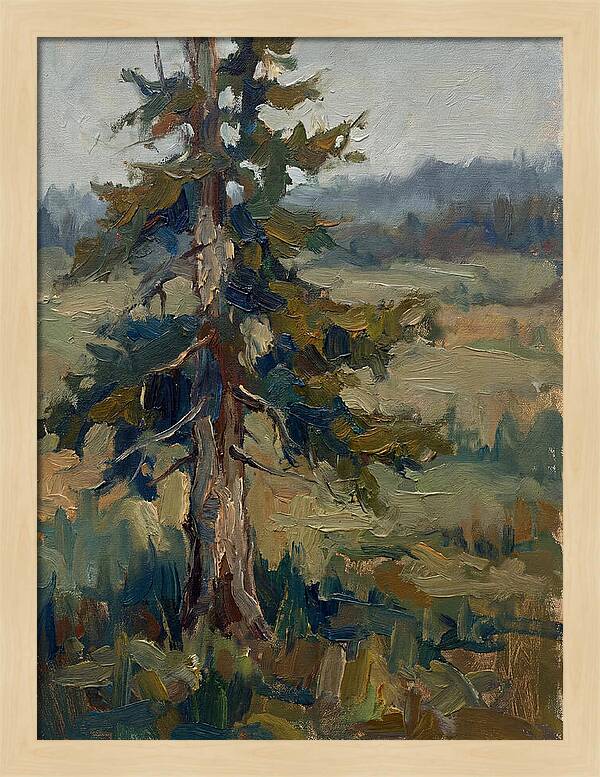 Conifer Tree In Natural Light