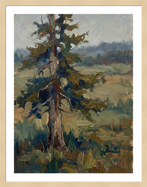 Conifer Tree In Natural Light