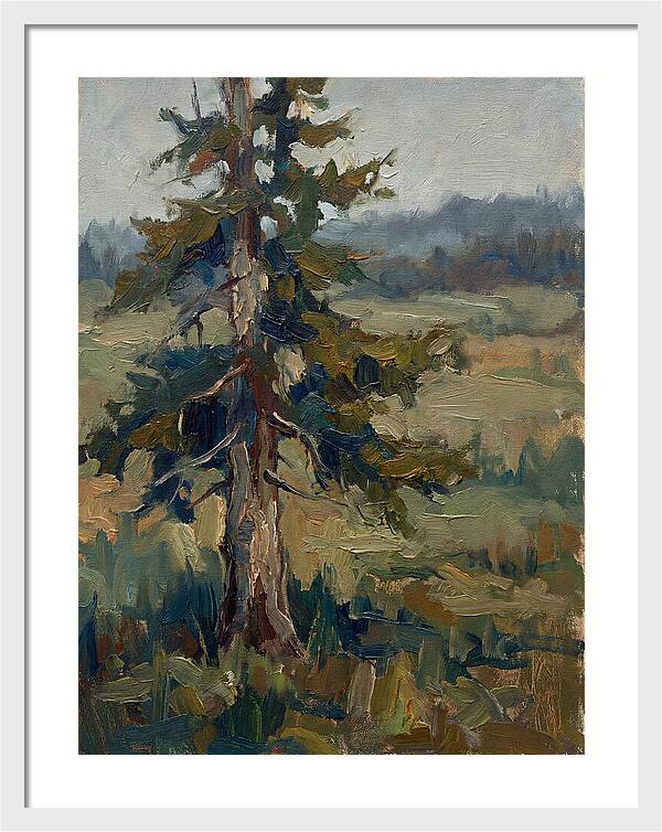 Conifer Tree In Natural Light