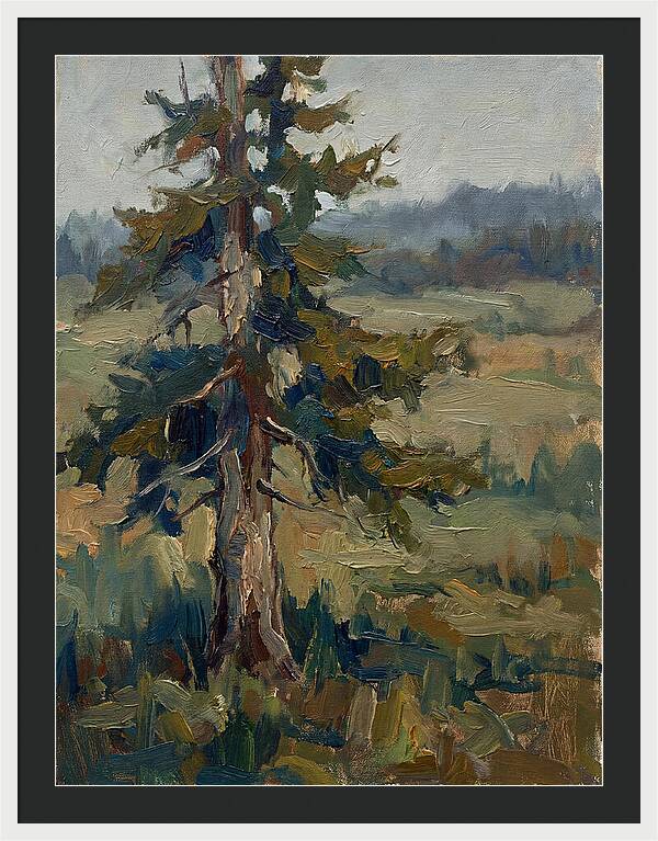Conifer Tree In Natural Light