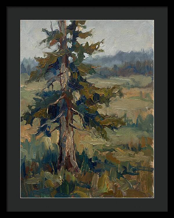 Conifer Tree In Natural Light