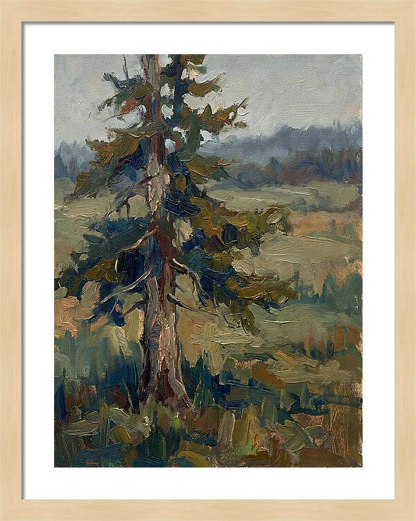 Conifer Tree In Natural Light