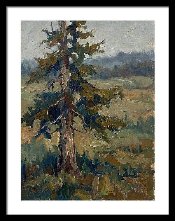 Conifer Tree In Natural Light