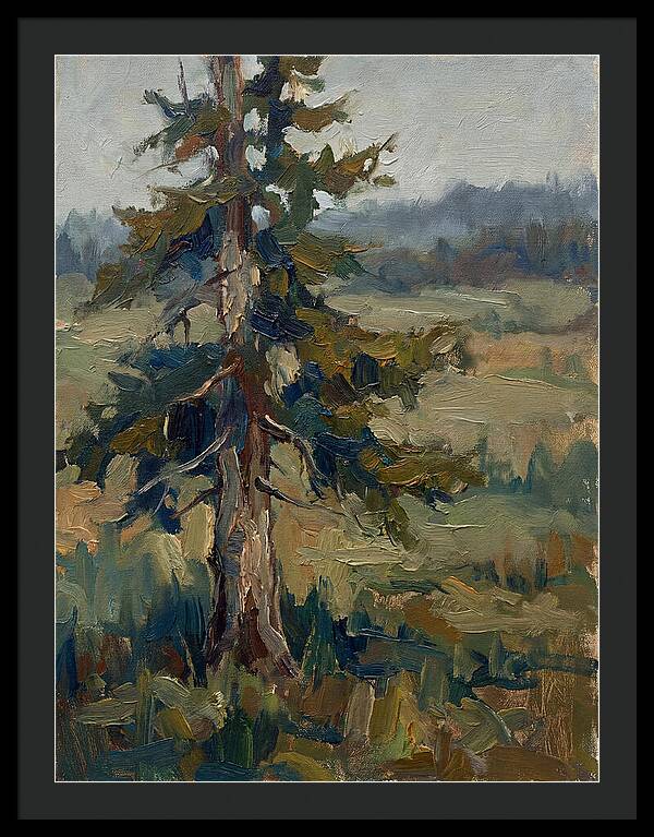 Conifer Tree In Natural Light