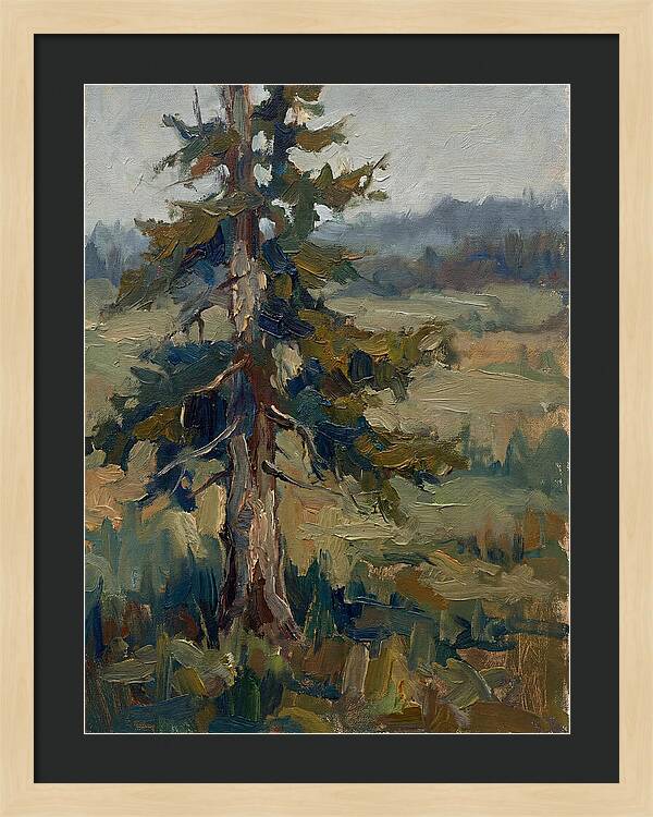Conifer Tree In Natural Light