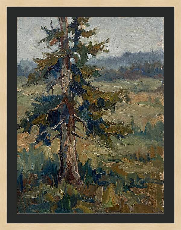 Conifer Tree In Natural Light