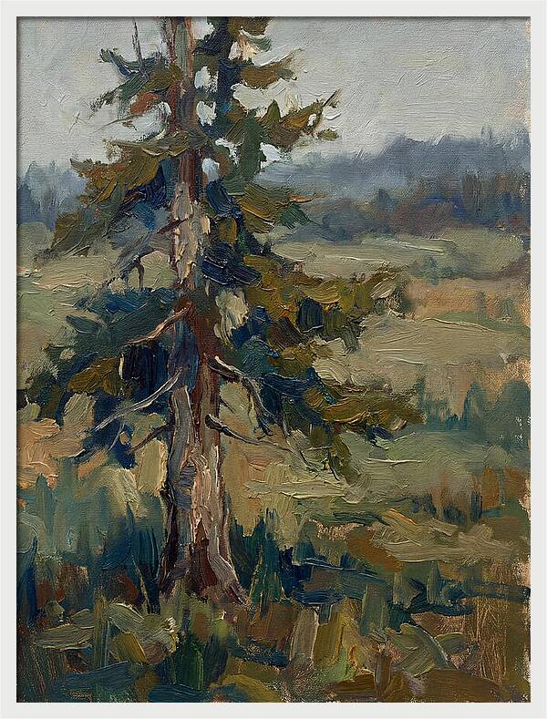 Conifer Tree In Natural Light