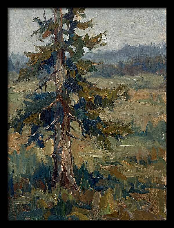 Conifer Tree In Natural Light