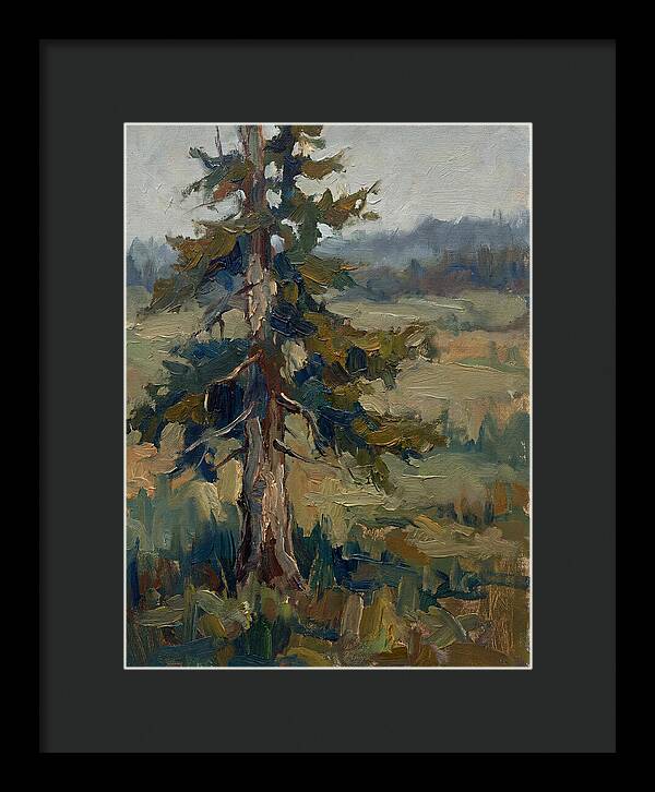 Conifer Tree In Natural Light