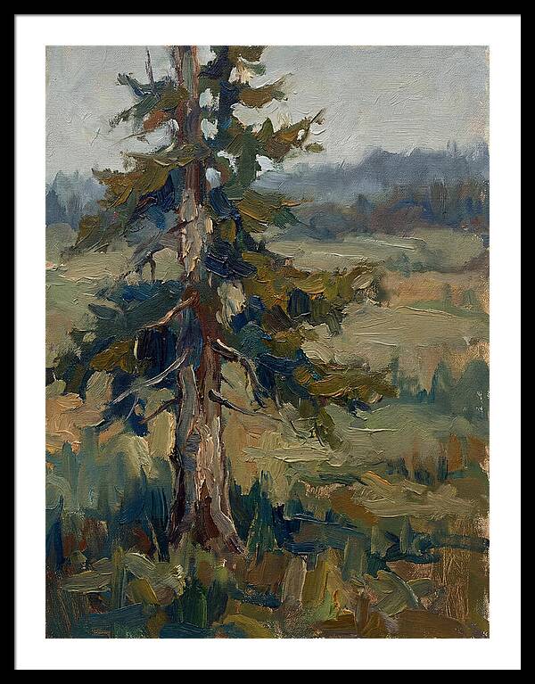 Conifer Tree In Natural Light