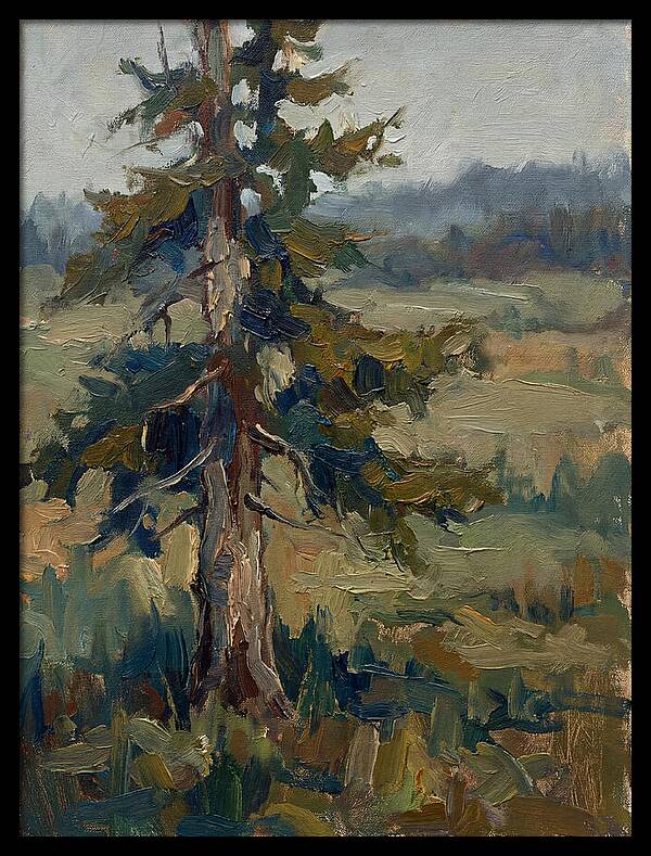 Conifer Tree In Natural Light