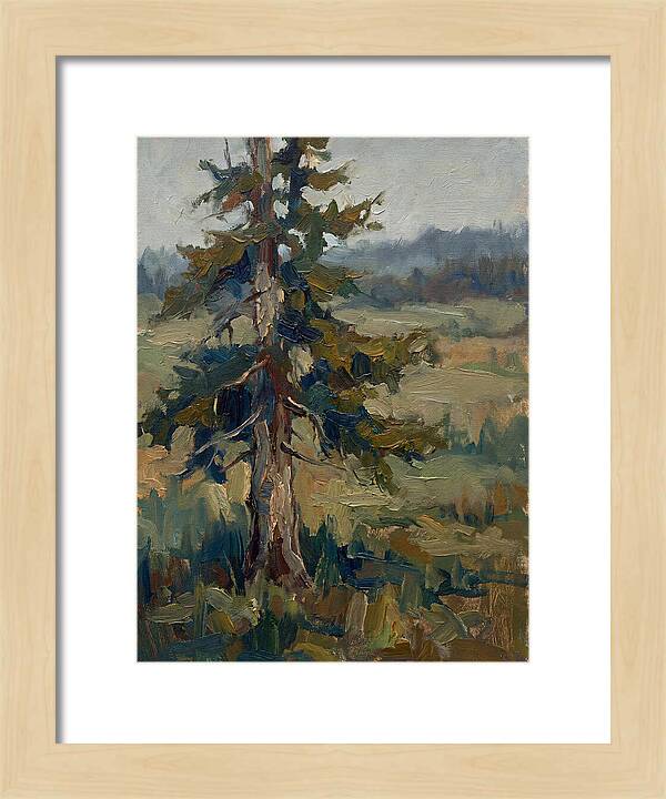 Conifer Tree In Natural Light