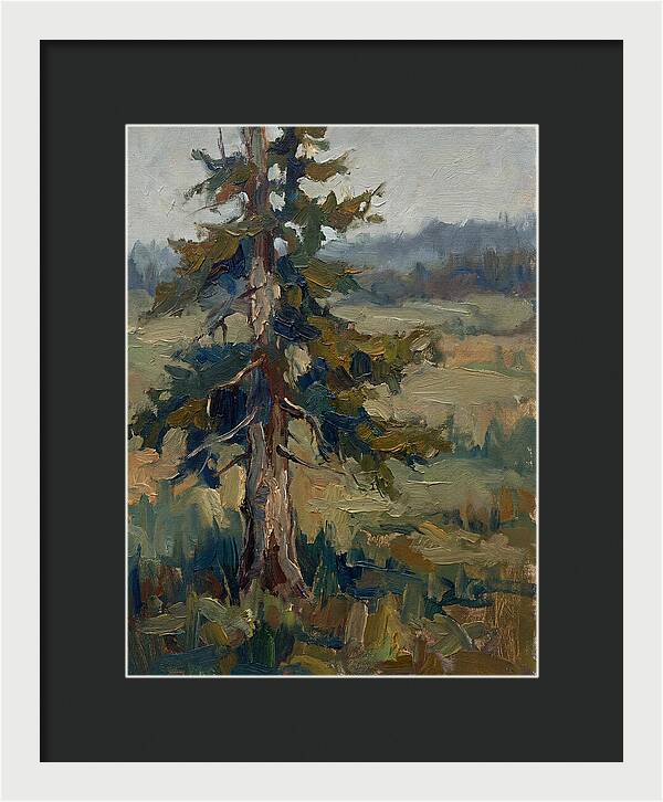 Conifer Tree In Natural Light