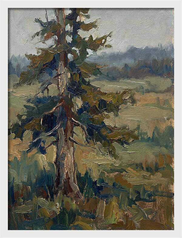 Conifer Tree In Natural Light
