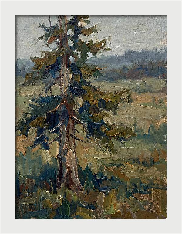 Conifer Tree In Natural Light