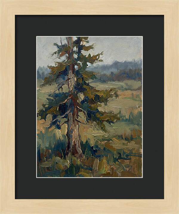 Conifer Tree In Natural Light