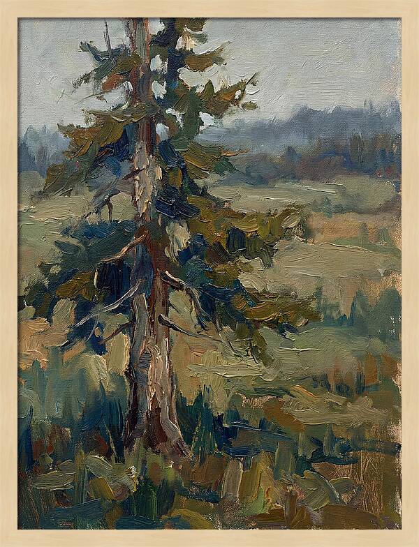 Conifer Tree In Natural Light
