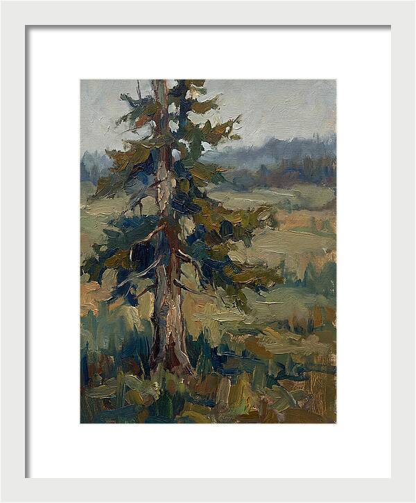 Conifer Tree In Natural Light