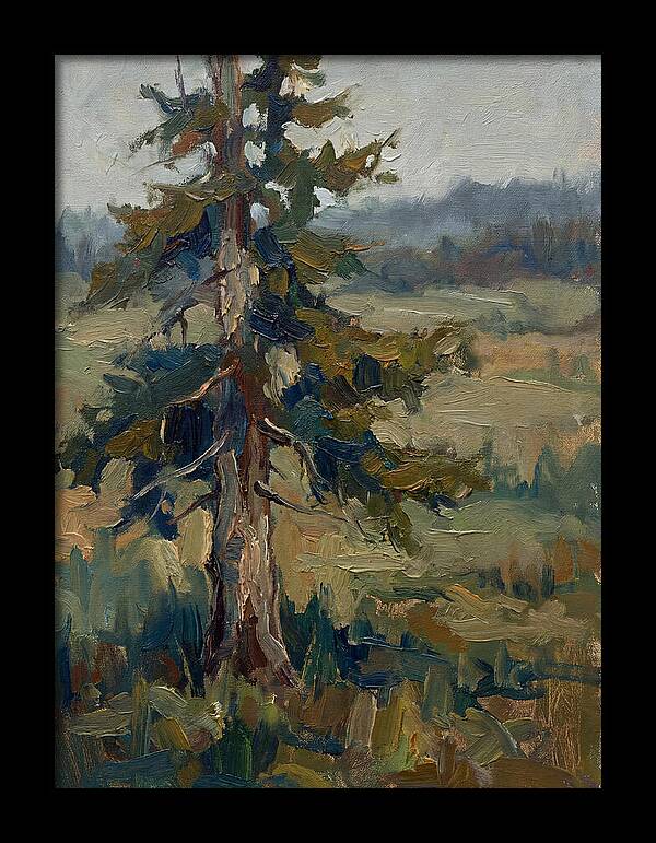 Conifer Tree In Natural Light