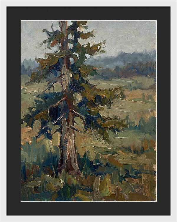 Conifer Tree In Natural Light