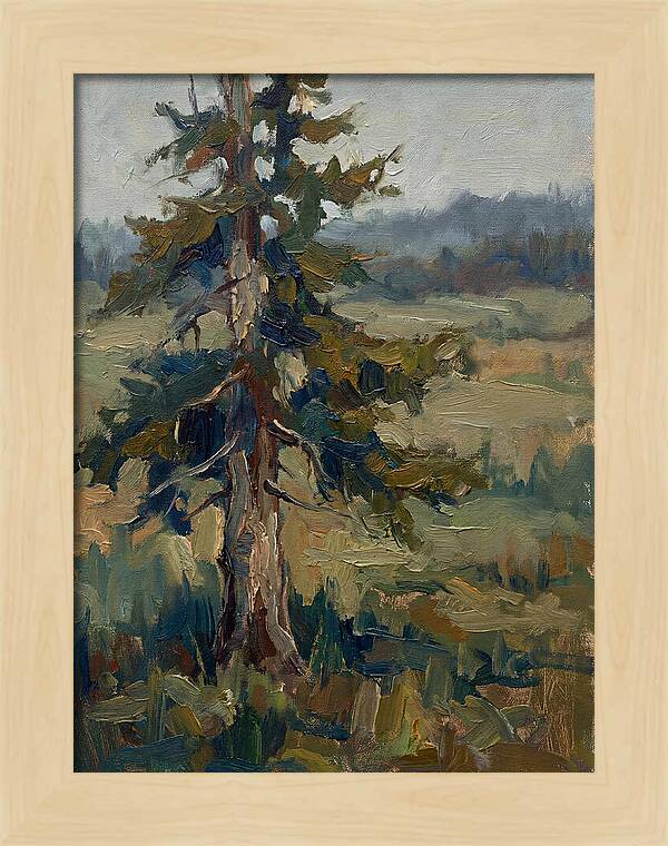 Conifer Tree In Natural Light