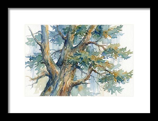 Conifer Tree Serenity